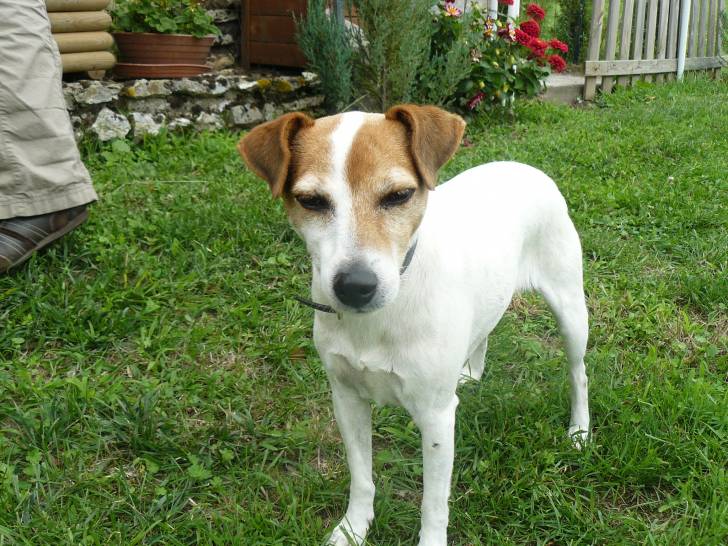 Ma chienne - Jack Russell (7 ans)