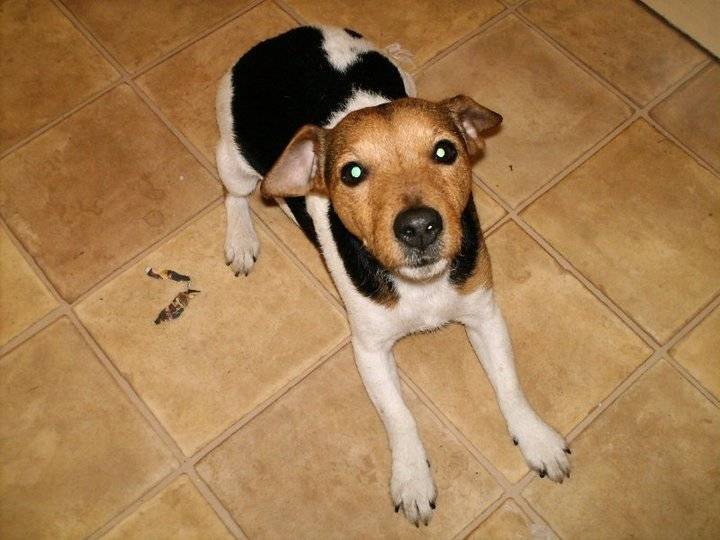 Sniffy - Jack Russell (4 ans)