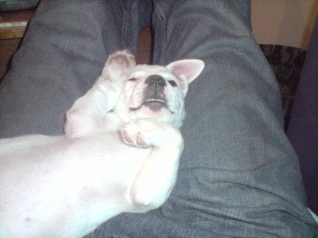 Doogy - Jack Russell Mâle (7 mois)