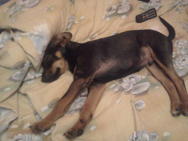 Mein Baby - Jack Russell Mâle (4 mois)