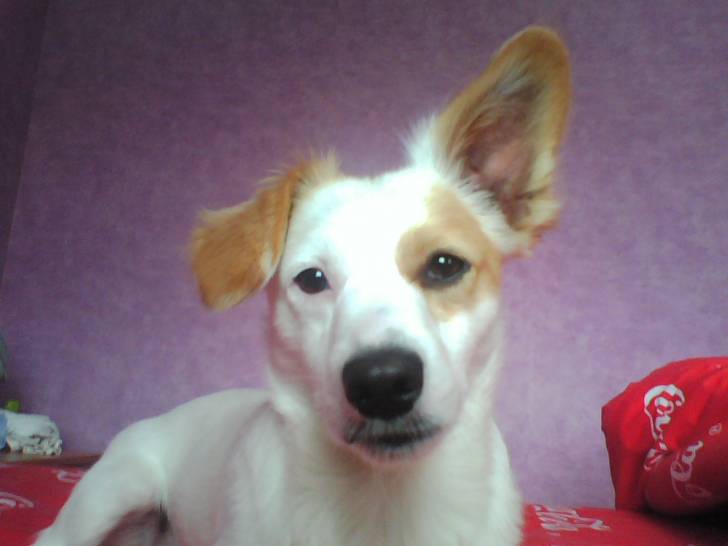 anouk - Jack Russell Mâle (4 mois)