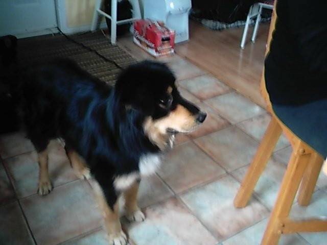 Rina - Jack Russell (2 ans)