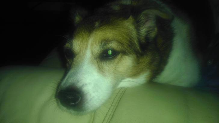Kylie - Jack Russell (13 ans)