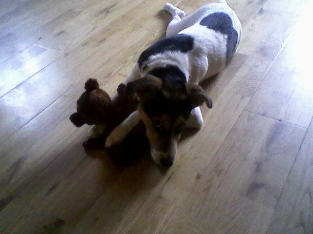 cooki - Jack Russell Mâle (2 ans)