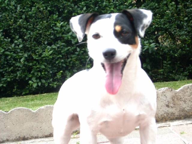 Cassy - Jack Russell (5 ans)