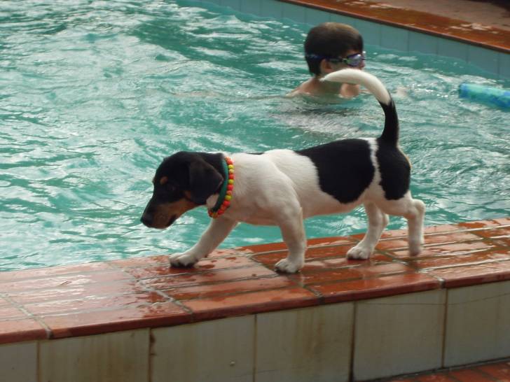 Caprice - Jack Russell (4 ans)