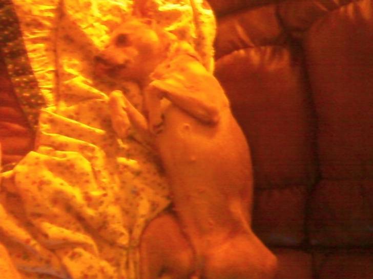Rosey Lee Torres - Jack Russell (3 ans)