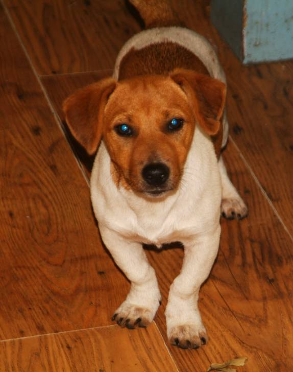 Rolo - Jack Russell Mâle (1 an)
