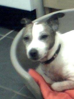 Patch - Jack Russell (9 ans)