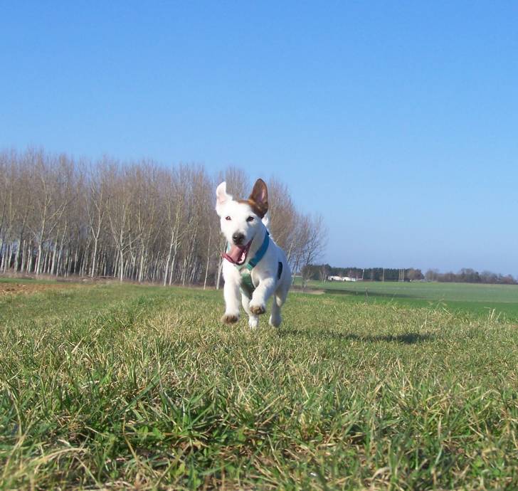 Fox - Jack Russell Mâle (2 ans)