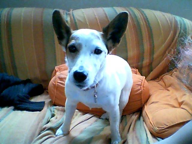 uvea - Jack Russell (5 ans)