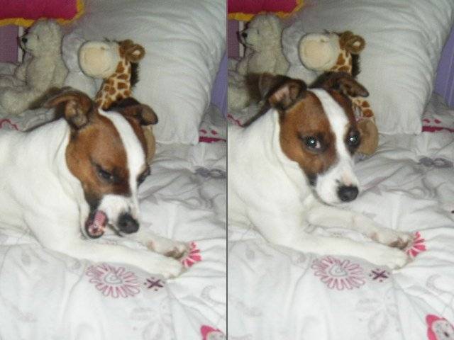 Emilie - Jack Russell (3 ans)