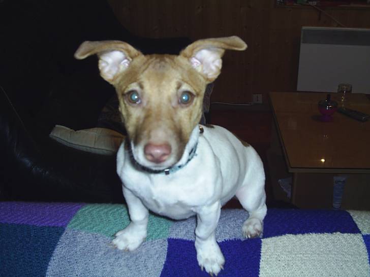 Biscotte - Jack Russell (8 mois)
