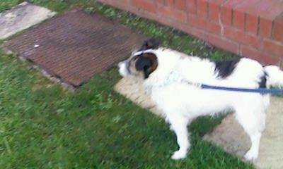 rosey - Jack Russell (5 ans)