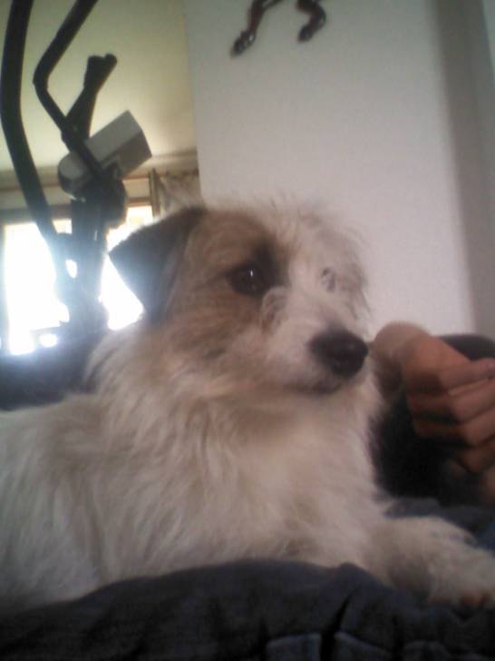 cafougnette - Jack Russell