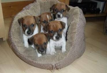 puppys - Jack Russell (1 mois)