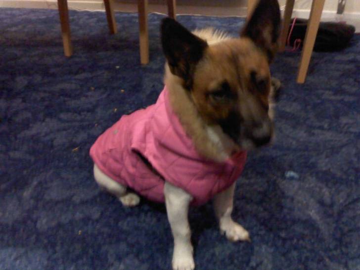 Blossom - Jack Russell (1 an)