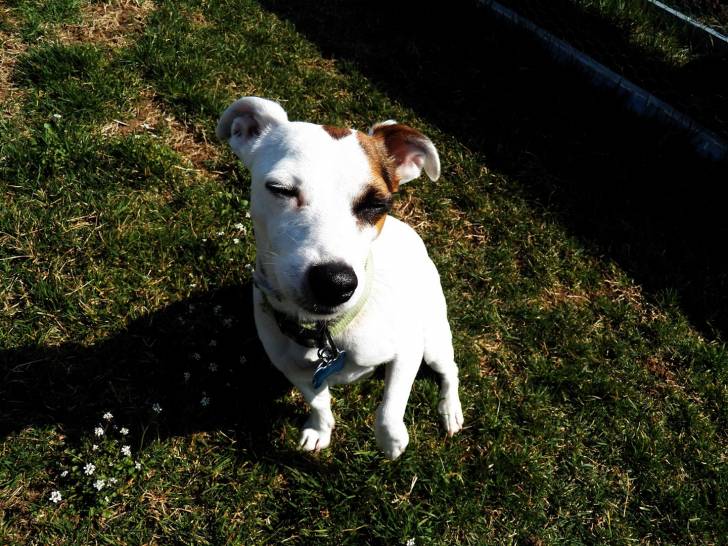 Mooshu Gai Pan - Jack Russell Mâle (6 ans)