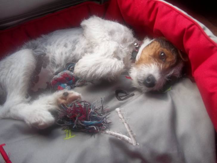 elle est pas chou ma chérie ?! - Jack Russell (4 mois)