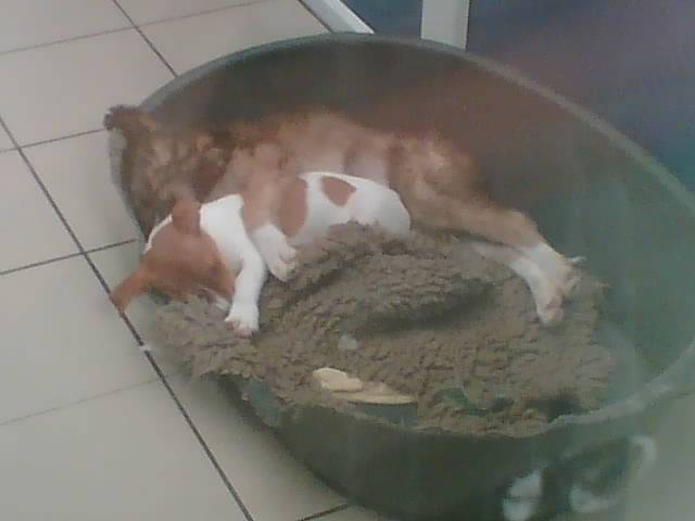 True Friendship - at the ISPCA - Jack Russell (2 mois)