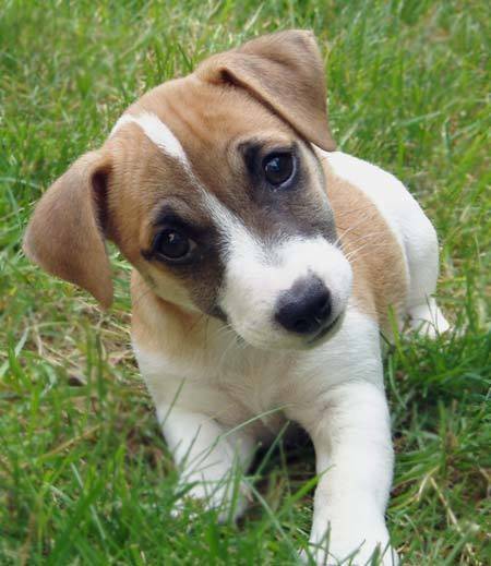 Neptune - Jack Russell (2 ans)