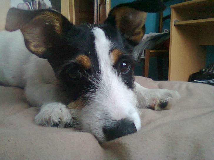 Guizmo - Jack Russell Mâle (10 mois)