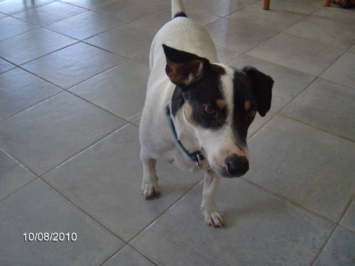 milo - Jack Russell Mâle (7 ans)
