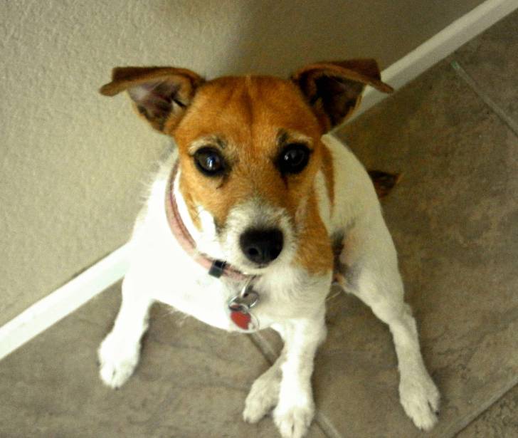 Kai - Jack Russell (6 ans)