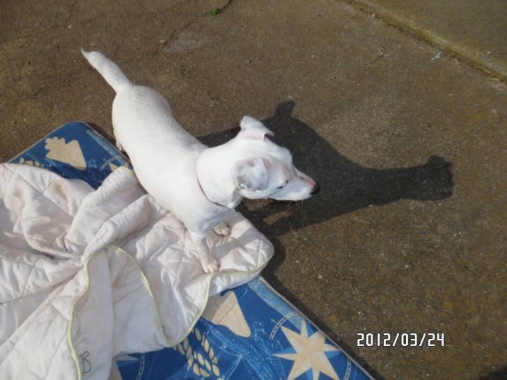 gamine - Jack Russell (9 mois)