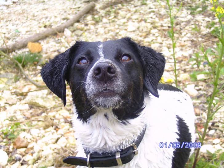 Daisy - Jack Russell (9 ans)