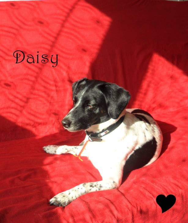 Daisy - Jack Russell (9 ans)