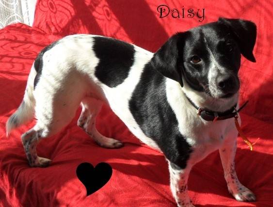 Daisy - Jack Russell (9 ans)