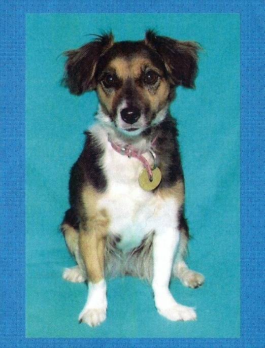 Shiloh! - Jack Russell (9 ans)