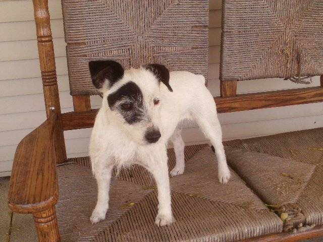 sassy - Jack Russell (6 ans)