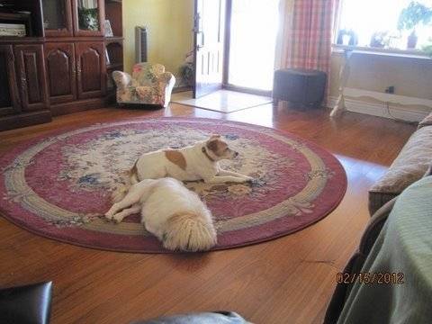 polly (left) fred (right) - Jack Russell (6 mois)