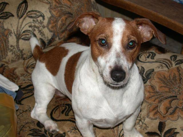 Ti Nanou - Jack Russell Mâle (3 ans)