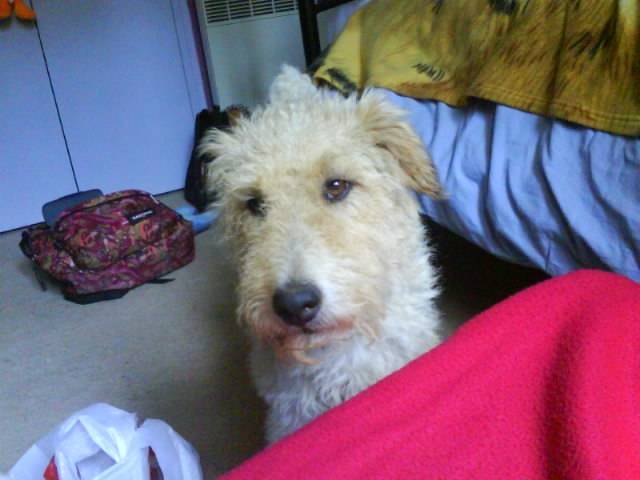 scide - Jack Russell Mâle (2 ans)