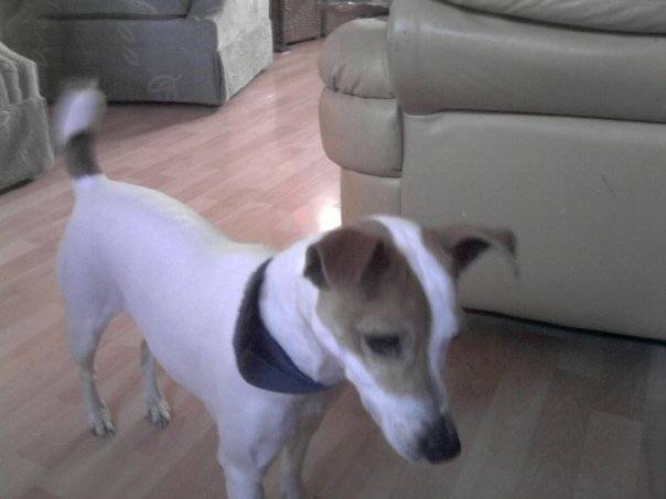 buttons - Jack Russell (7 ans)