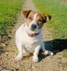 Falko - Jack Russell Mâle