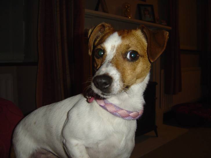 Mutley - Jack Russell (7 ans)