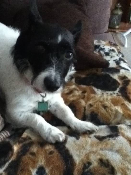Angel - Jack Russell (6 ans)