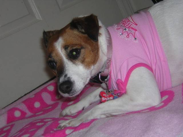 Princess - Jack Russell (4 ans)