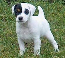 wilia - Jack Russell (3 mois)