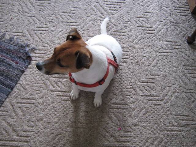 Eddie - Jack Russell Mâle (7 ans)