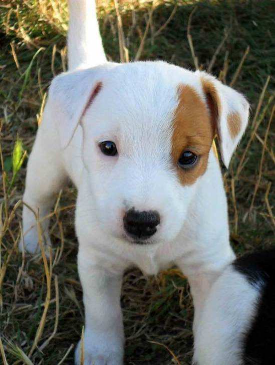 Azur - Jack Russell Mâle (6 ans)