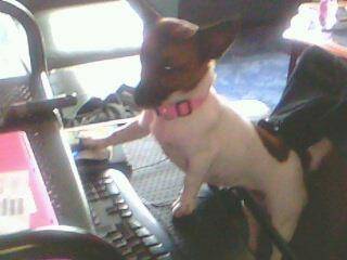 Blossom - Jack Russell (1 an)