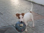 max - Jack Russell Mâle (3 ans)