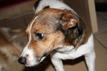 Kanel - Jack Russell Femelle (5 ans)
