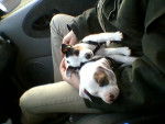 my pupps - Jack Russell (4 mois)
