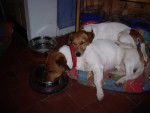 bonzai et betty boop - Jack Russell Femelle (2 ans)